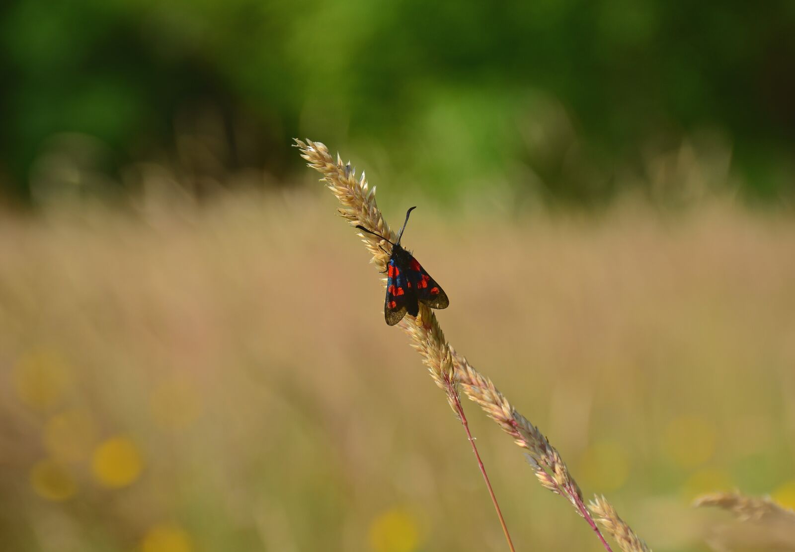 Nikon D7100 sample photo. Bug, antenna, yellow photography