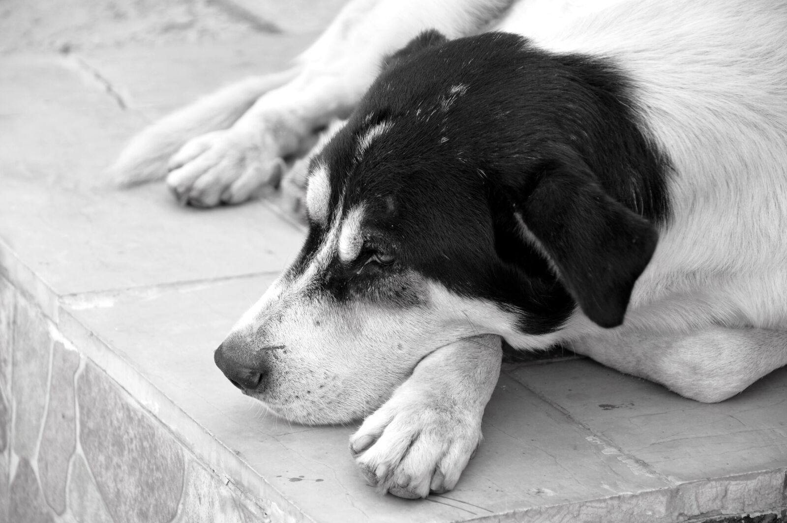 Nikon D3200 sample photo. Dog, animal, pet photography