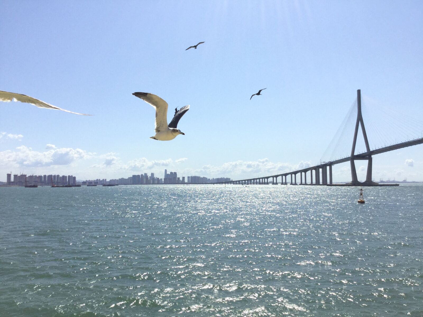Apple iPod touch sample photo. Sea, seagull, new photography