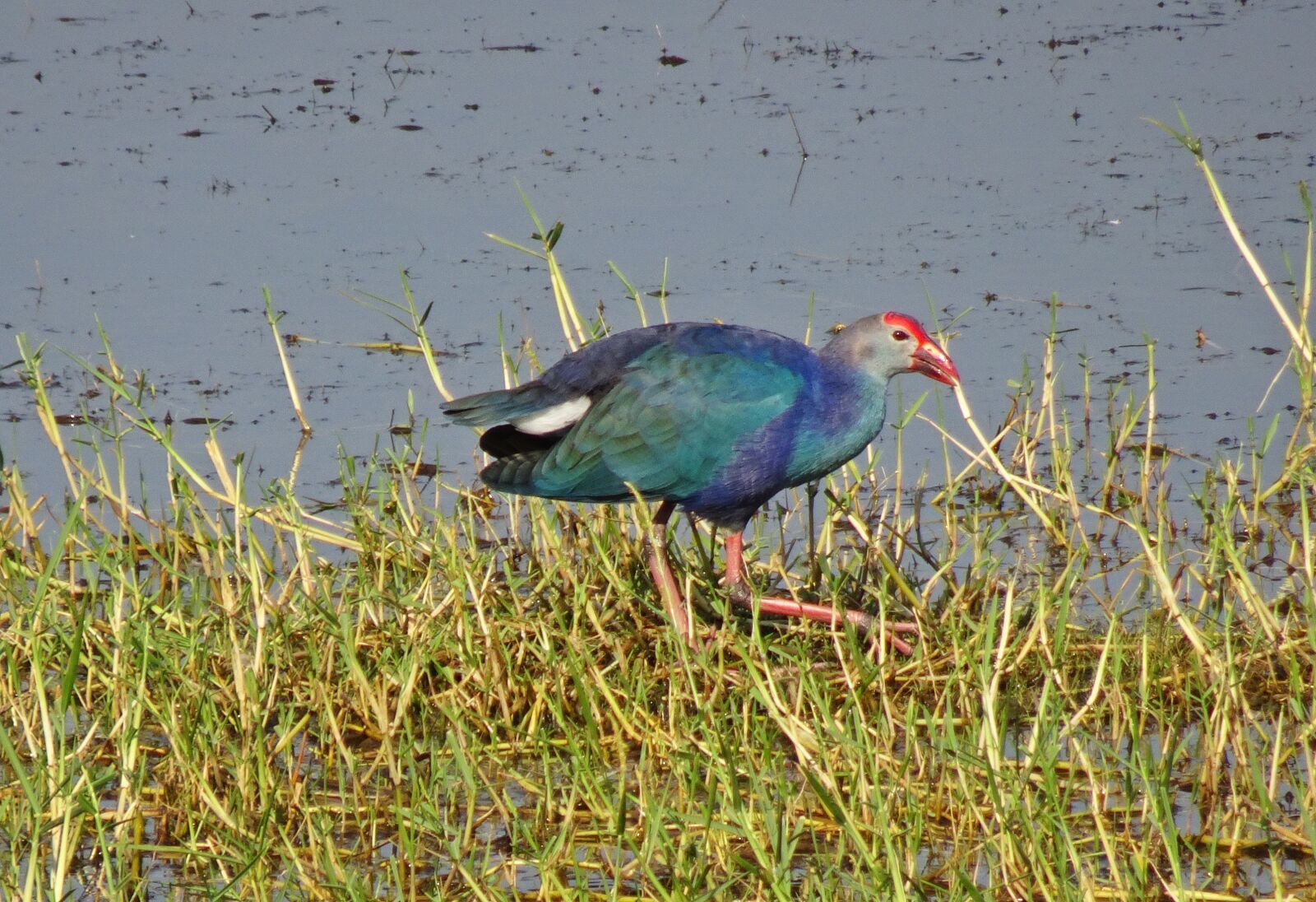 Sony Cyber-shot DSC-HX90V sample photo. Purple swamphen, purple moorhen photography