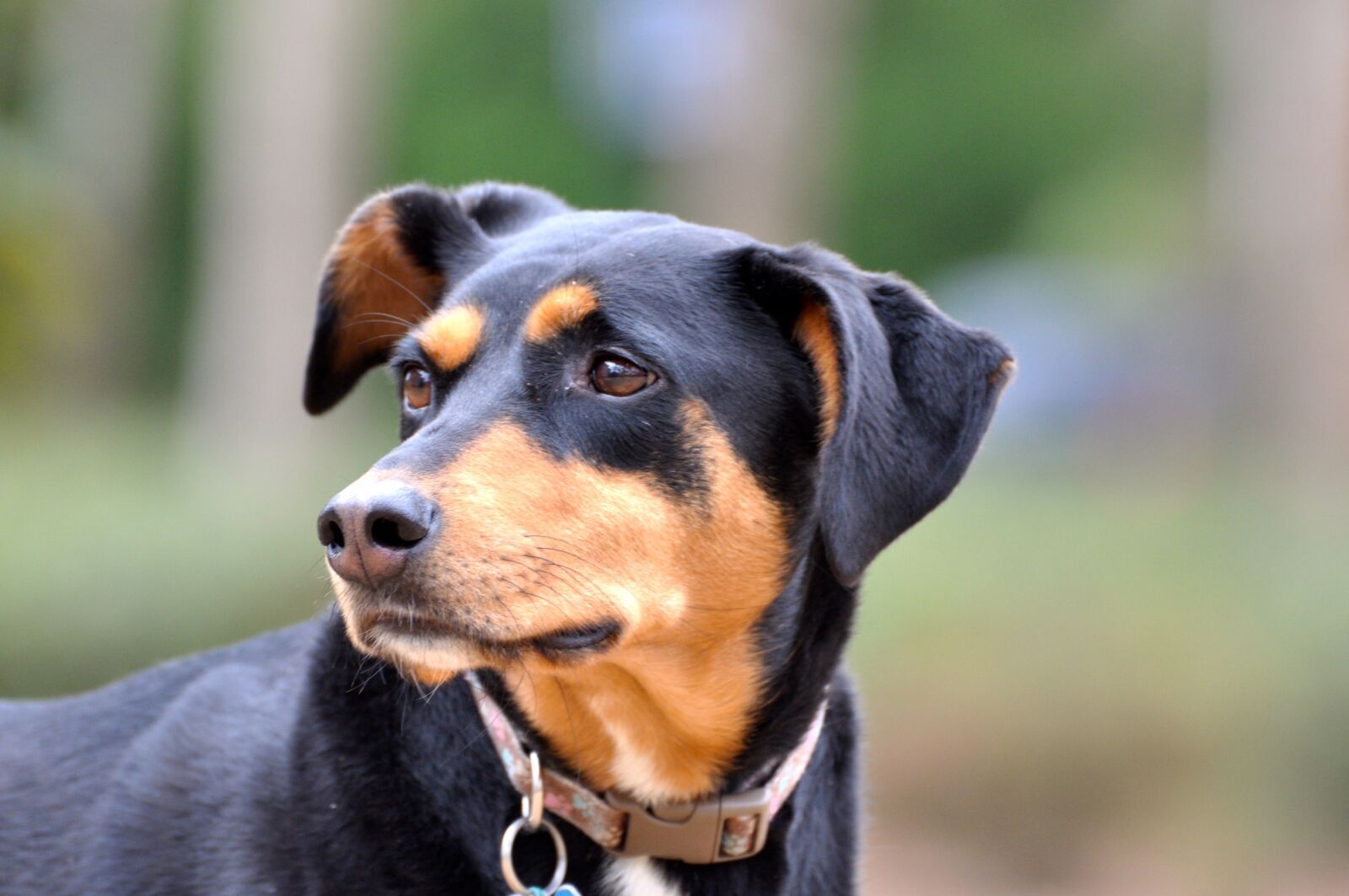 Nikon D90 sample photo. Dog, doberman, rescue photography