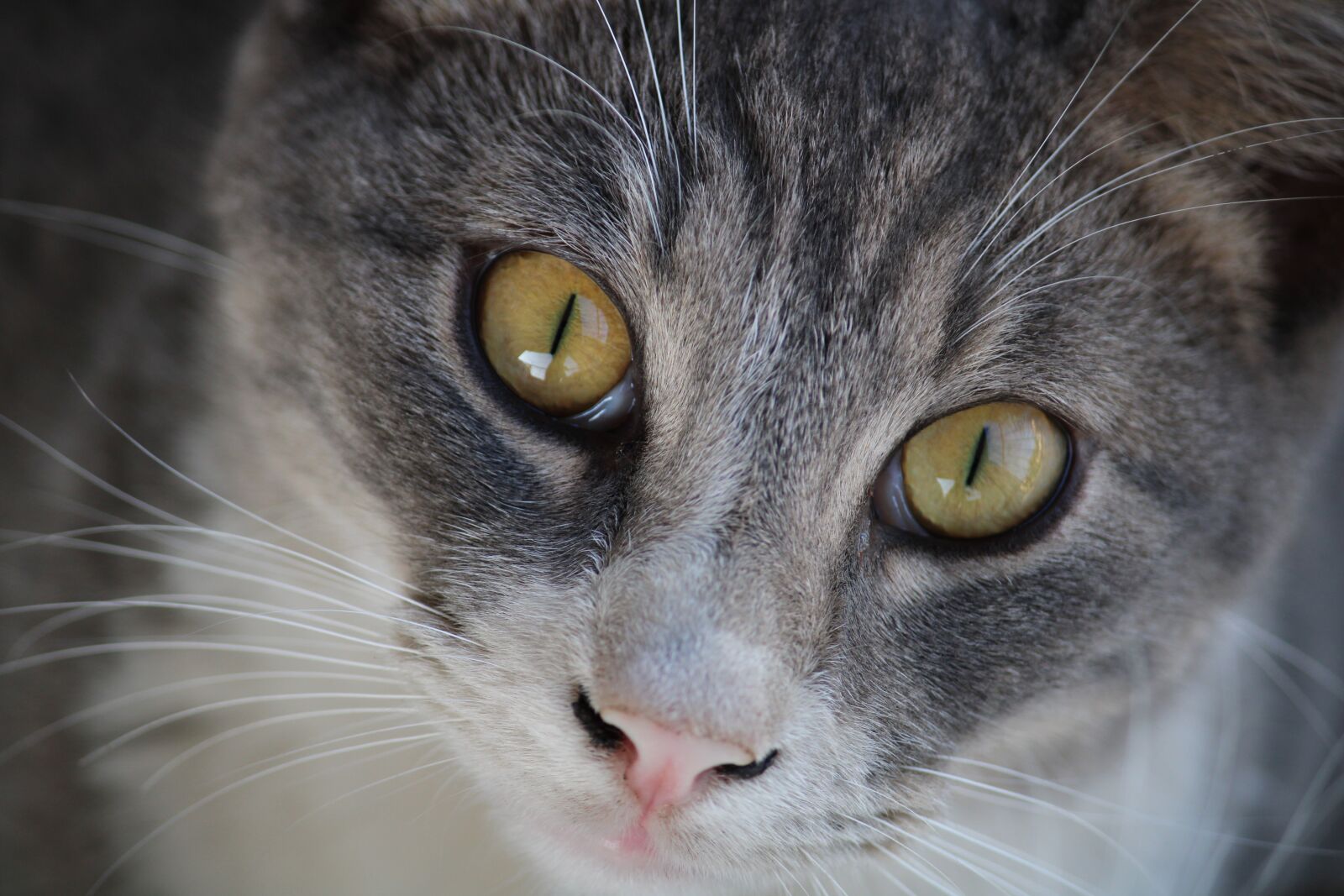 Canon EOS 2000D (EOS Rebel T7 / EOS Kiss X90 / EOS 1500D) sample photo. Cat, look, pet photography