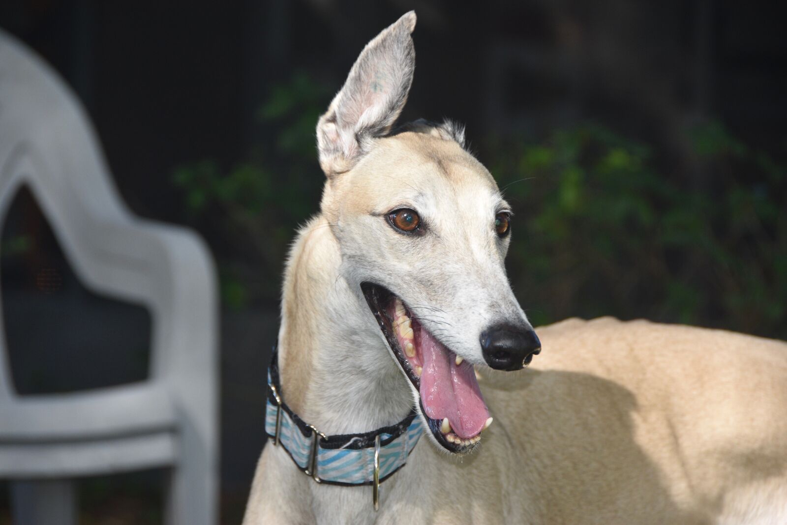 Nikon D5500 sample photo. Greyhound, dog, sight hound photography
