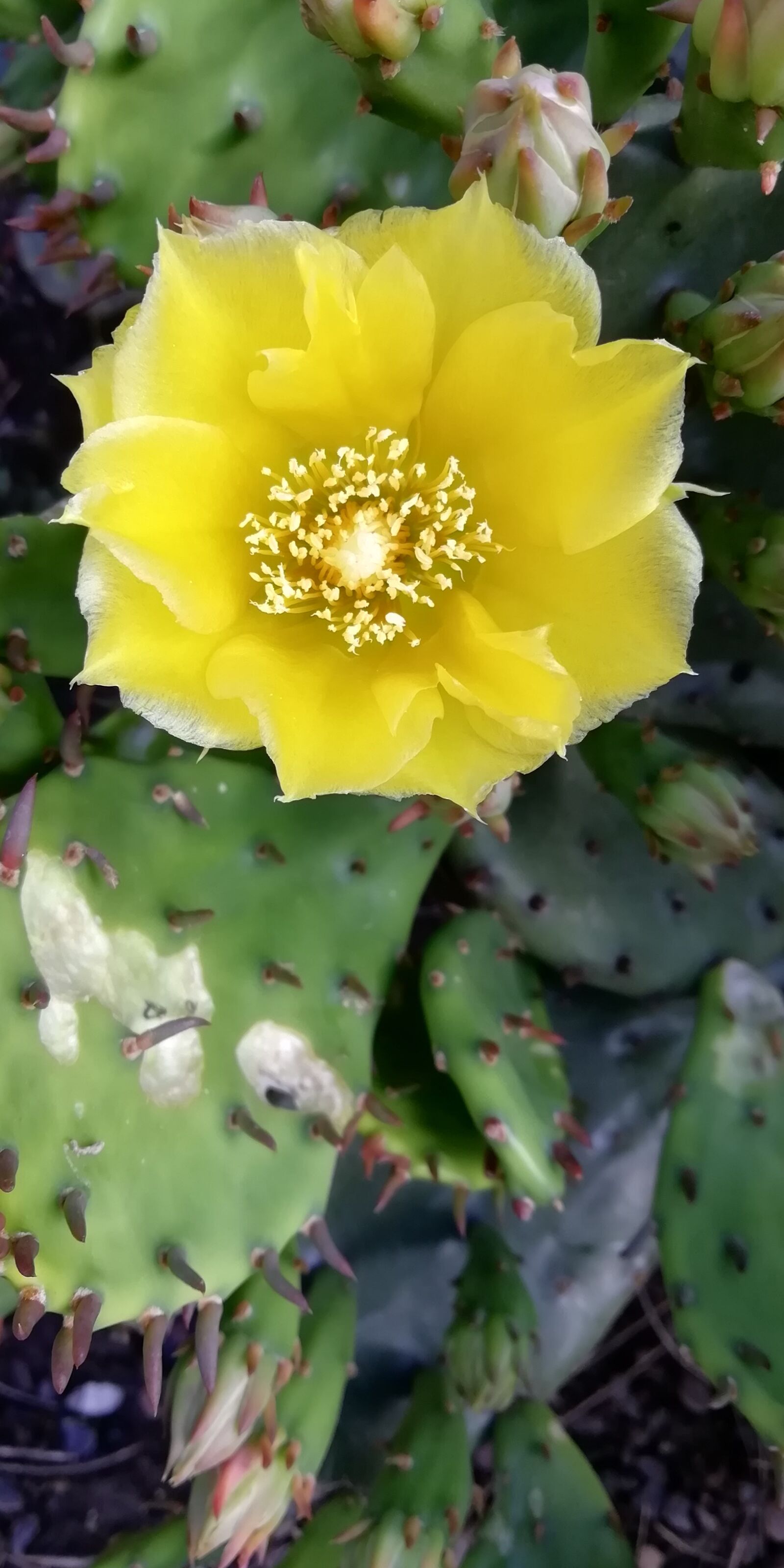 HUAWEI Honor 9 Lite sample photo. Yellow flower, cactus, cactus photography