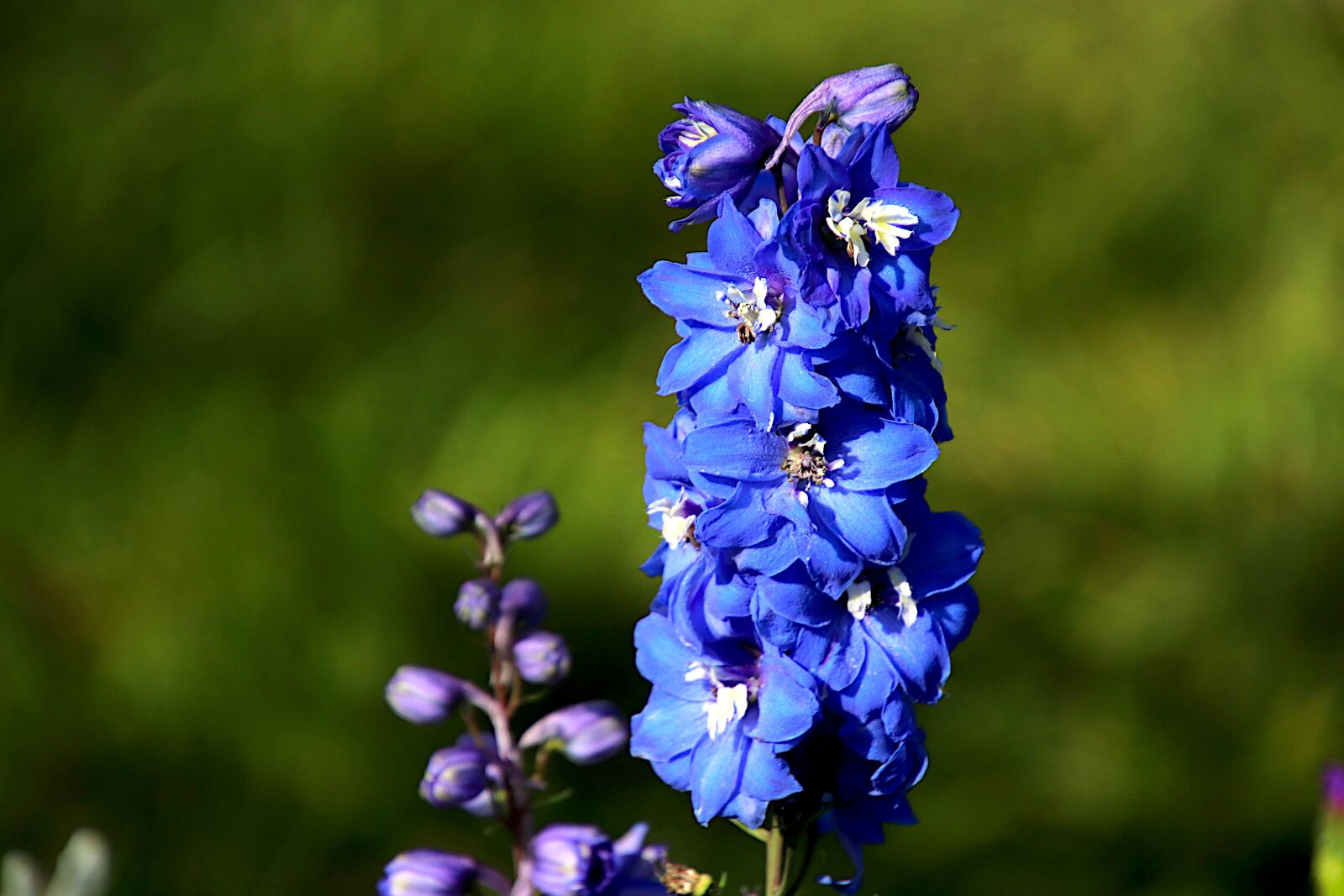Canon EOS 800D (EOS Rebel T7i / EOS Kiss X9i) sample photo. Delphiniums, flowers, plants photography