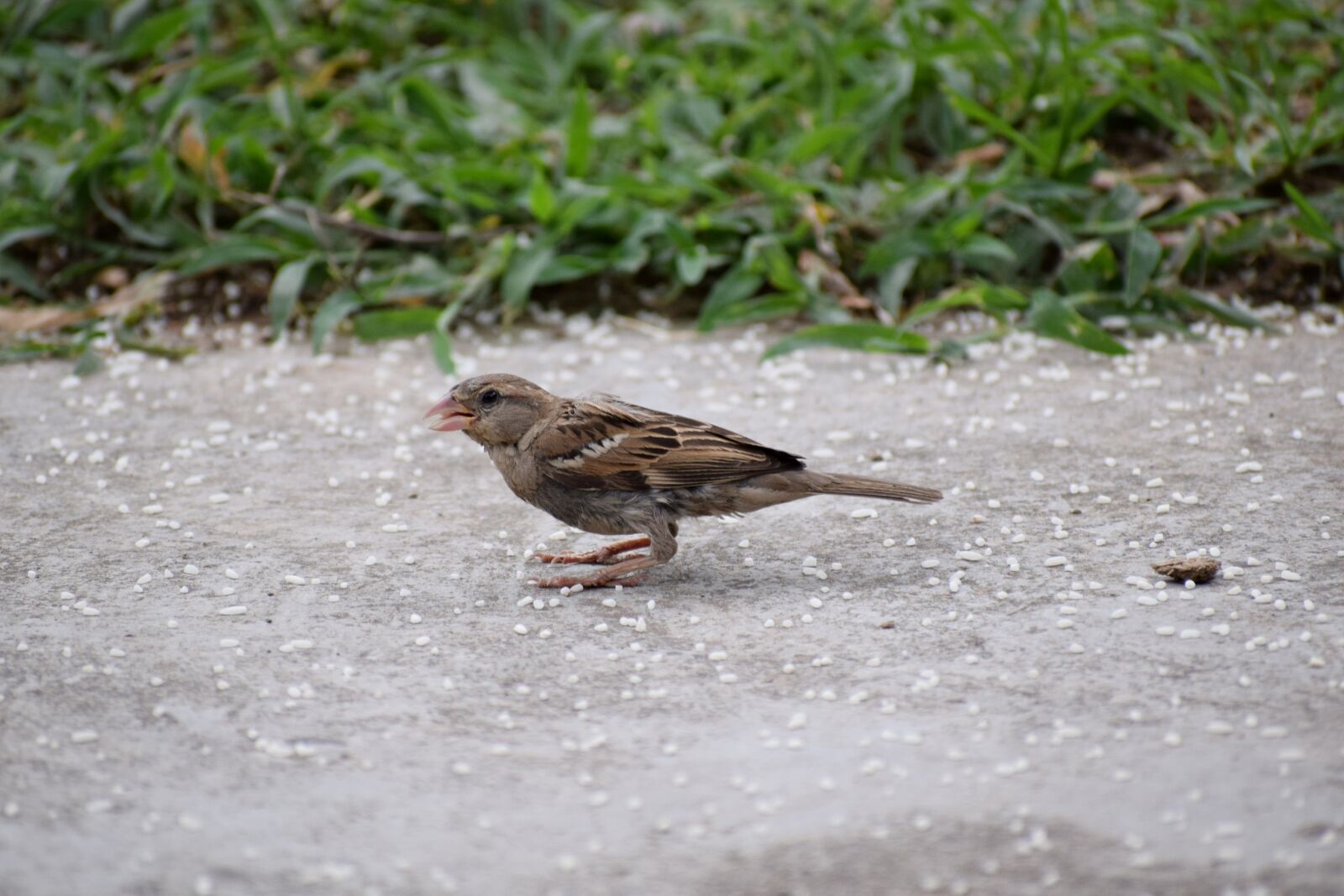 Nikon D3300 sample photo. Sparrow, house sparrow, bird photography