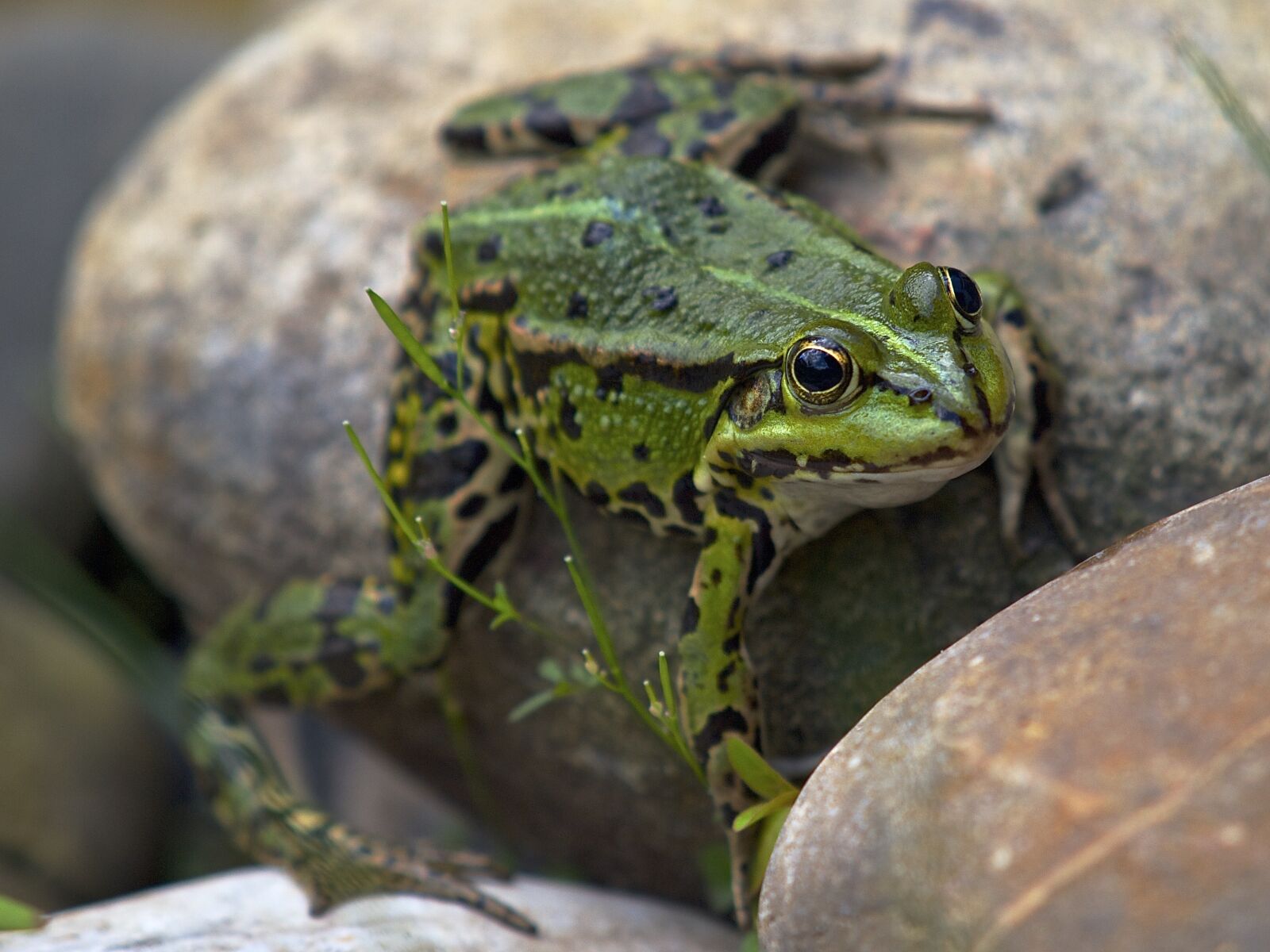 Olympus E-30 sample photo. Frog, garden pond, amphibian photography
