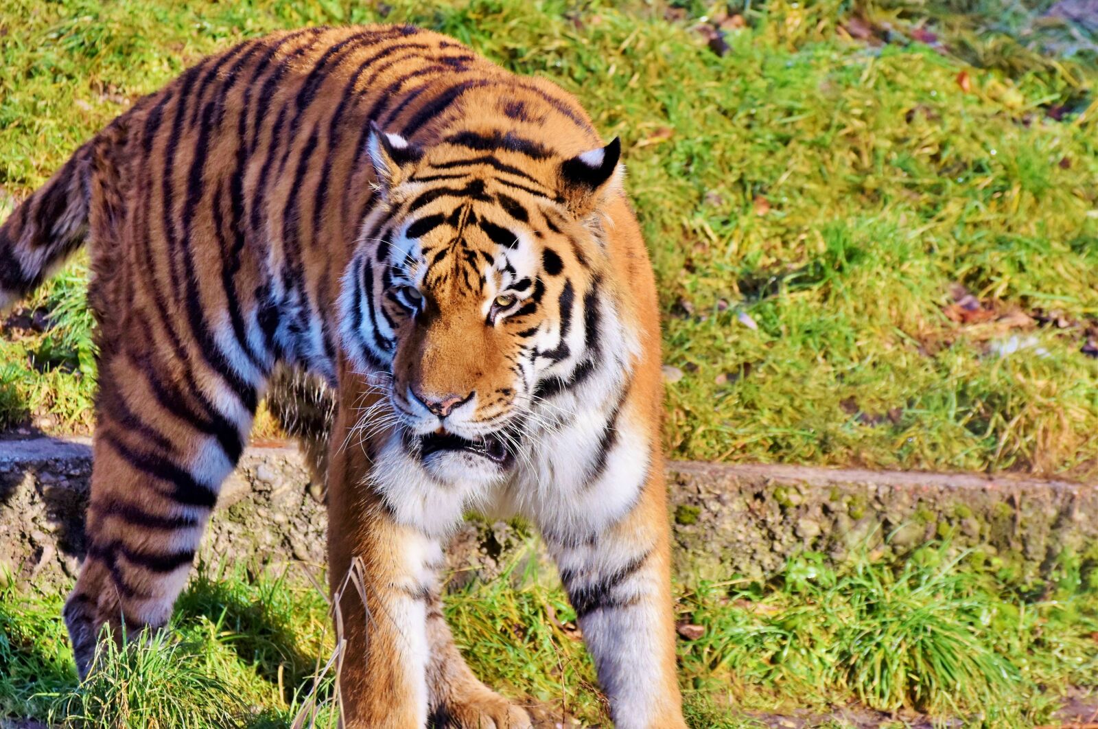 Nikon D7200 sample photo. Tiger, big cat, predator photography