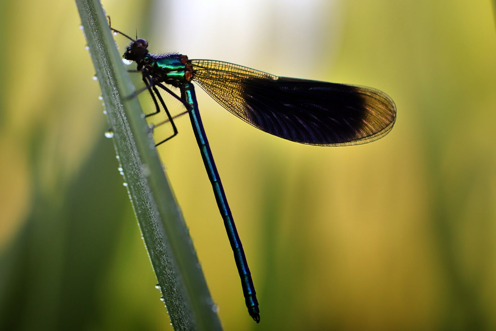 Tamron SP 90mm F2.8 Di VC USD 1:1 Macro sample photo. Banded demoiselle, dragonfly, nature photography