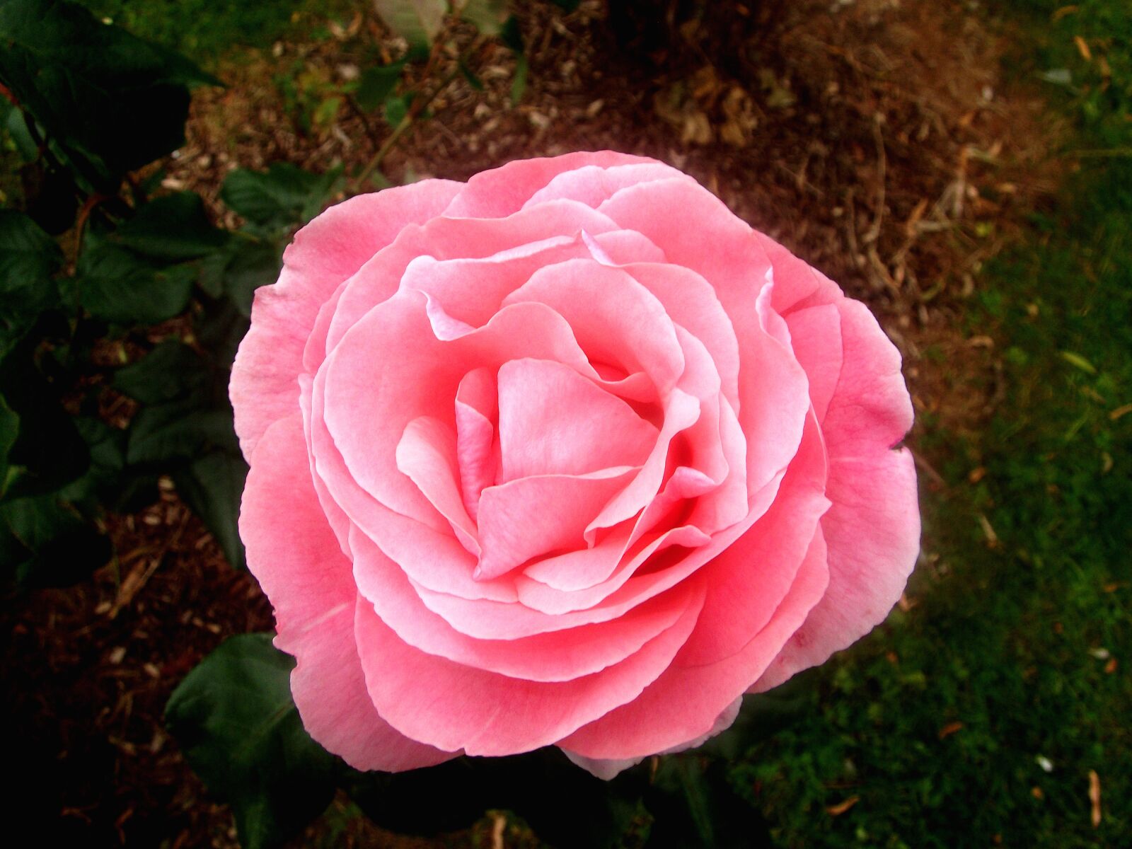 Fujifilm FinePix JX200 sample photo. Rose, pink, flower photography