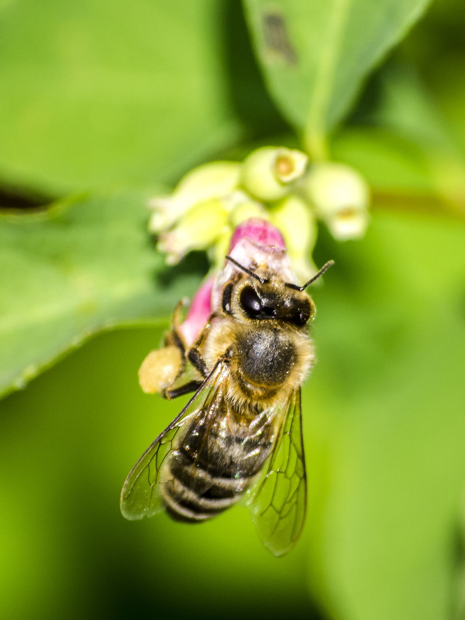 Olympus Zuiko Digital ED 70-300mm F4.0-5.6 sample photo. Honey bee, bee, insect photography
