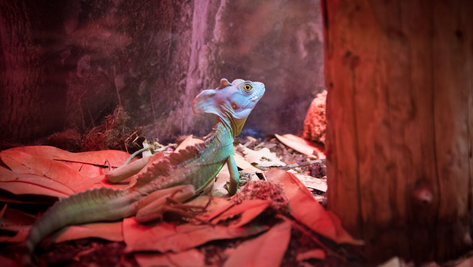 Canon EOS 80D sample photo. Lizard, zoo, reptile photography