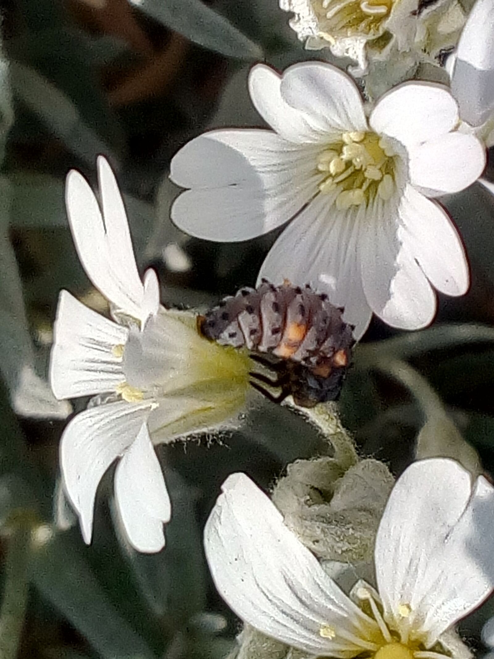 WIKO LENNY3 sample photo. Larvae, ladybug, coccinellidae photography