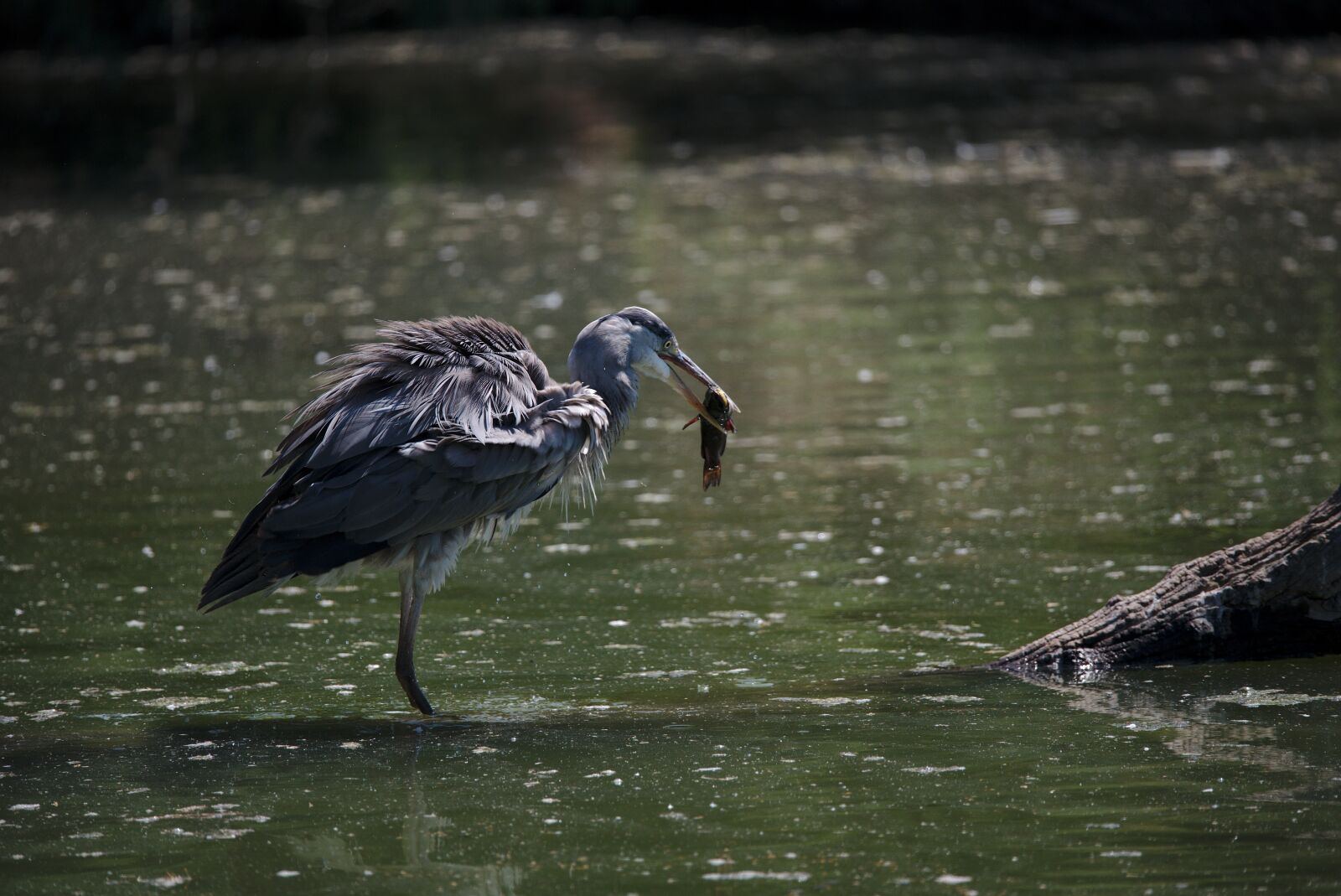 Nikon D750 sample photo. Heron, ashy, camargue photography
