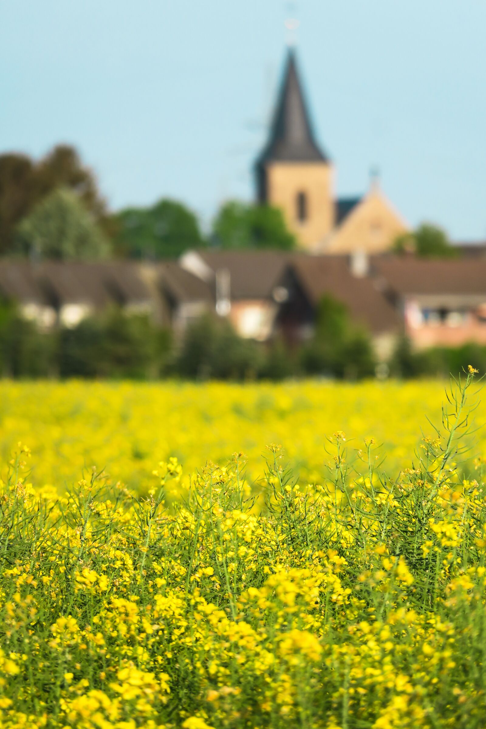 Canon PowerShot G3 X sample photo. Oilseed rape, field of photography