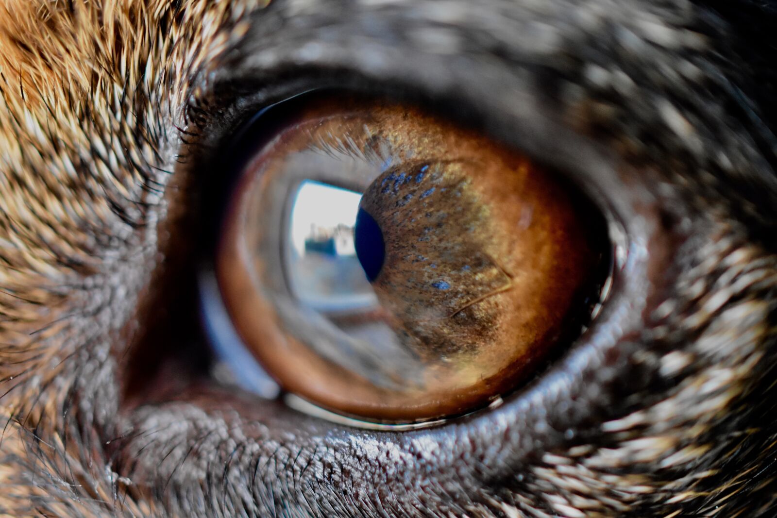 Nikon D5600 sample photo. Eyes, eye, dog photography