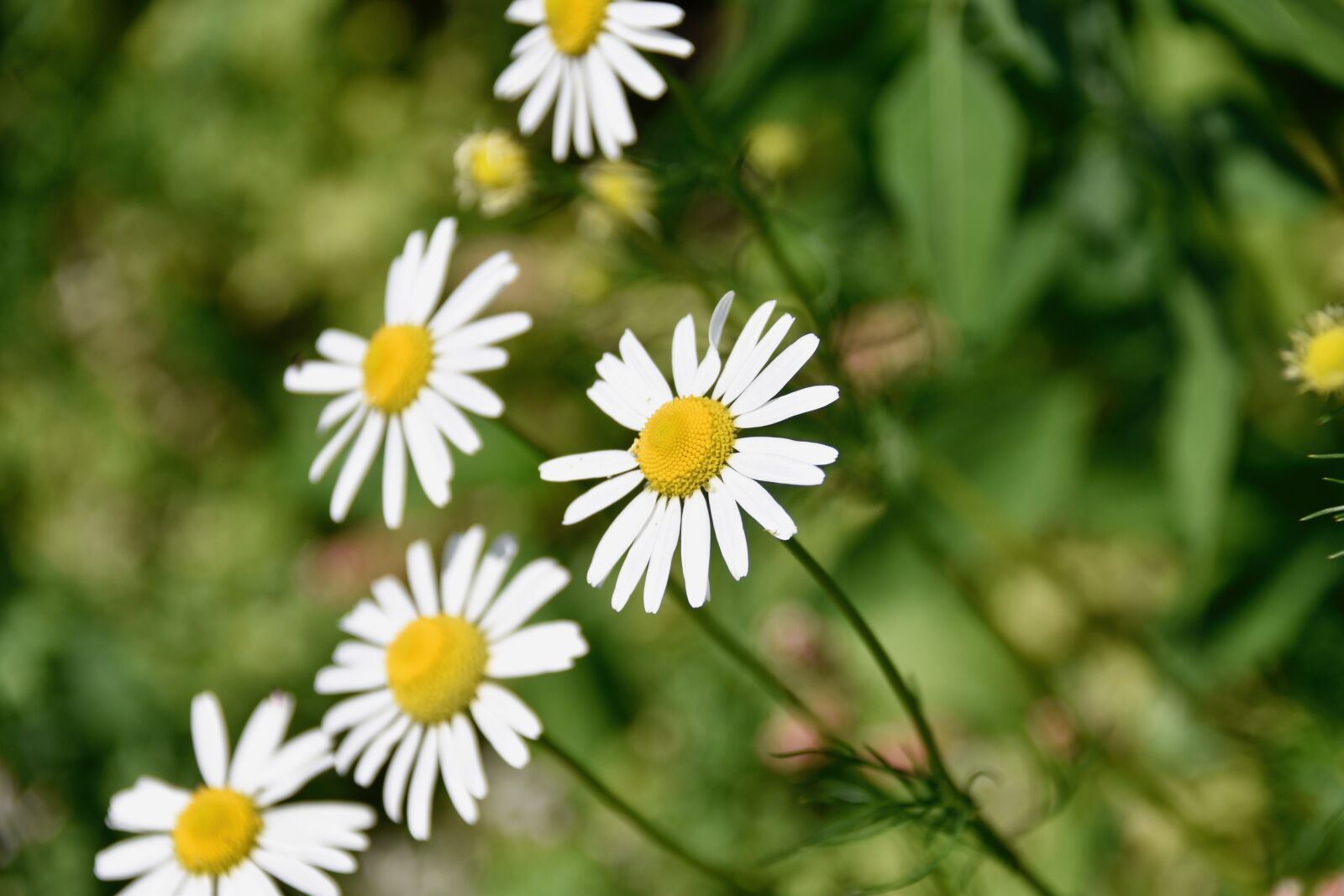 Nikon D5600 sample photo. Flowers, flowers daisies, plants photography