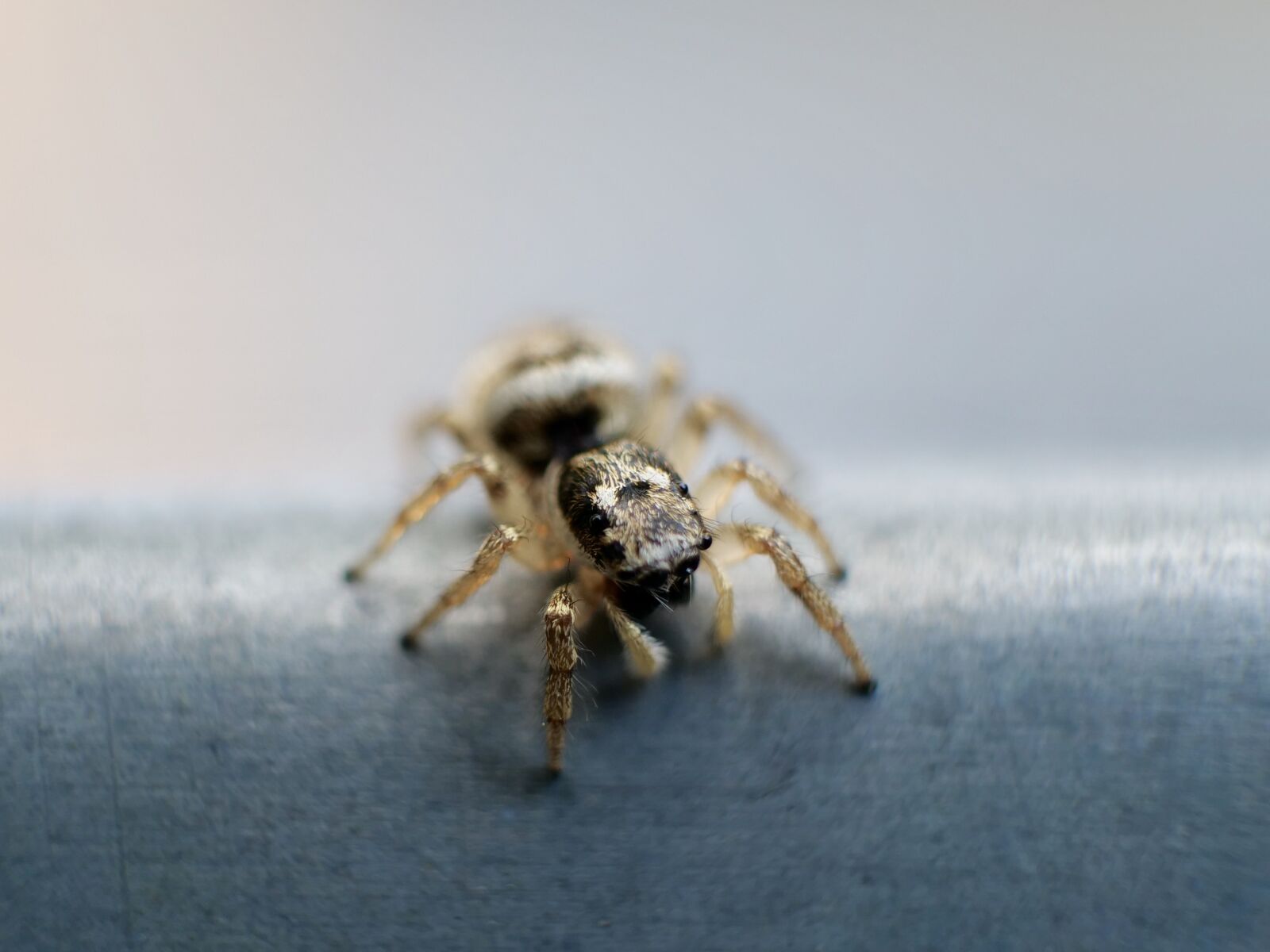 Panasonic Lumix DC-G9 sample photo. Macro, spider, insect photography