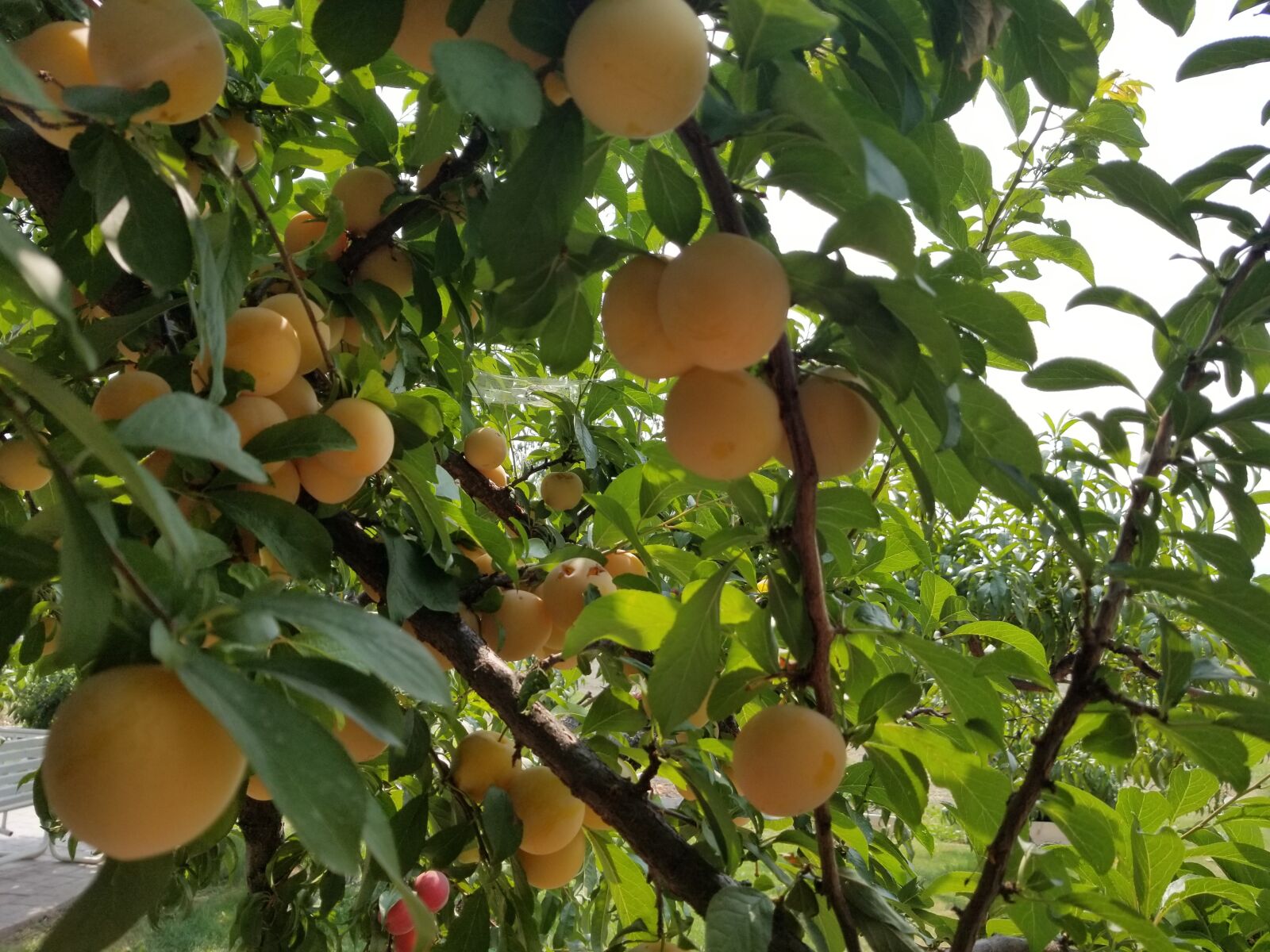 Samsung Galaxy S8+ sample photo. Penticton, canada, apricot photography