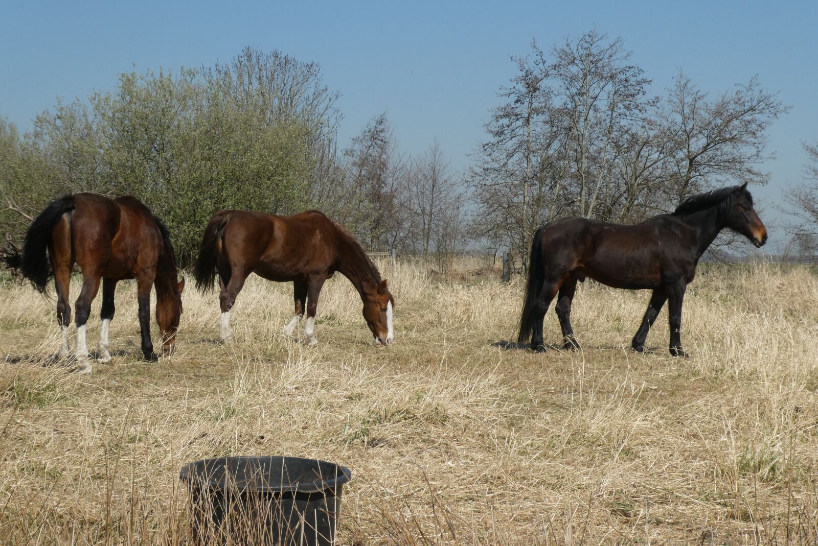 Panasonic Lumix DC-ZS70 (Lumix DC-TZ90) sample photo. Horses, pasture, landscape photography
