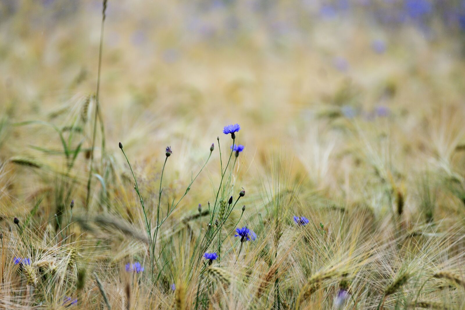 Nikon D610 sample photo. Cereals, cornflowers, cornfield photography