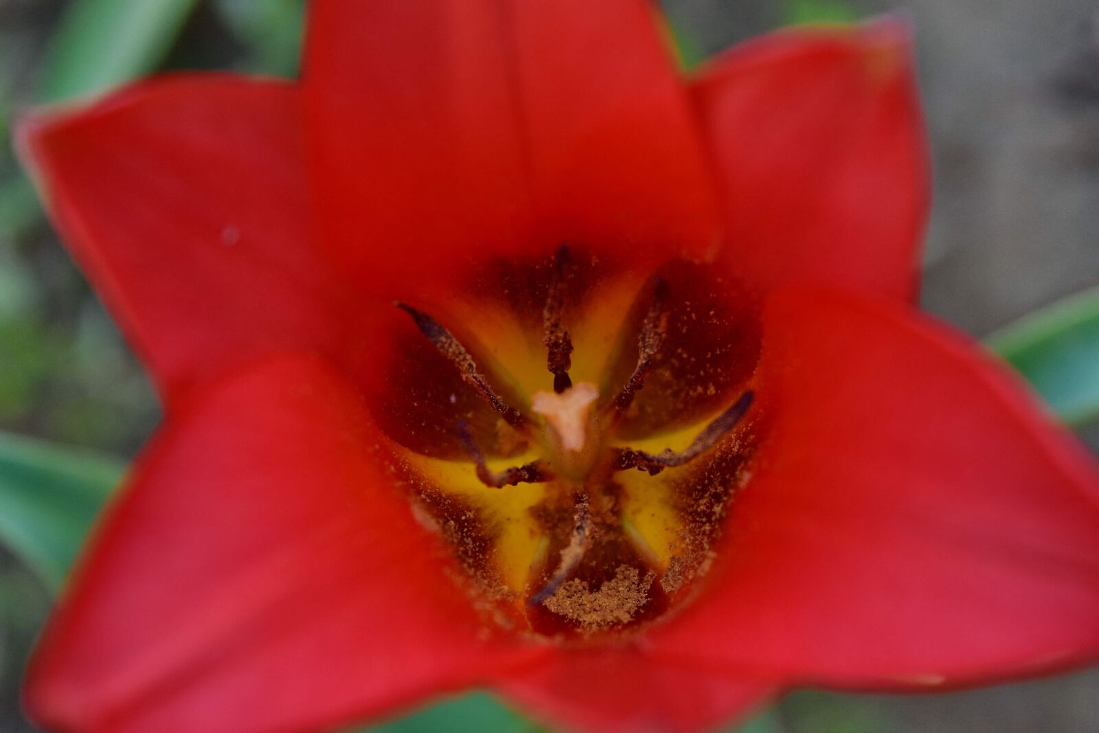 Nikon D5500 sample photo. Macro, petals, pistil, pollen photography