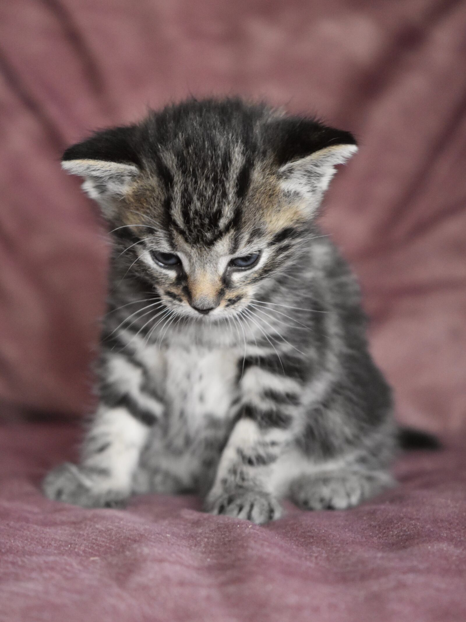Nikon D5600 sample photo. Cat baby, kitten, cat photography