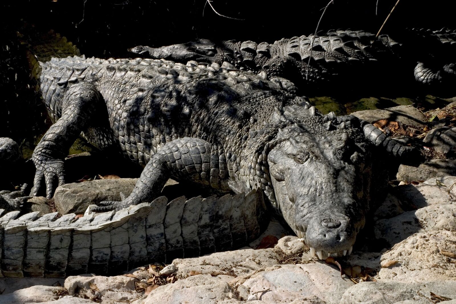Canon EOS 10D sample photo. Crocodiles, reptiles, wildlife photography