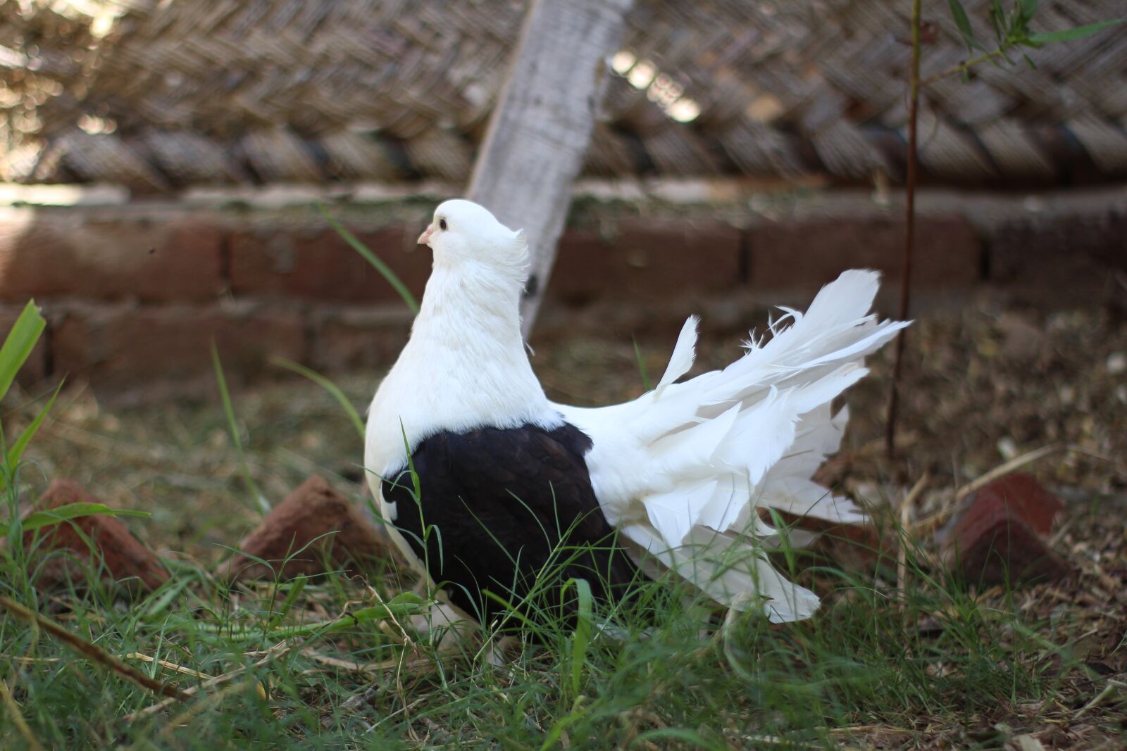 Canon EOS 700D (EOS Rebel T5i / EOS Kiss X7i) sample photo. Animal, bird, pigeons photography