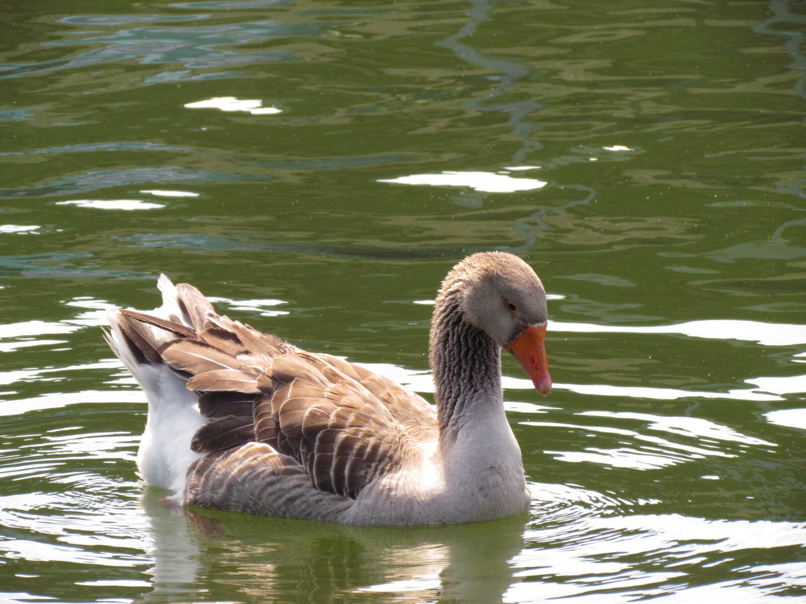 Canon PowerShot SX30 IS sample photo. Goose, lost, lake photography