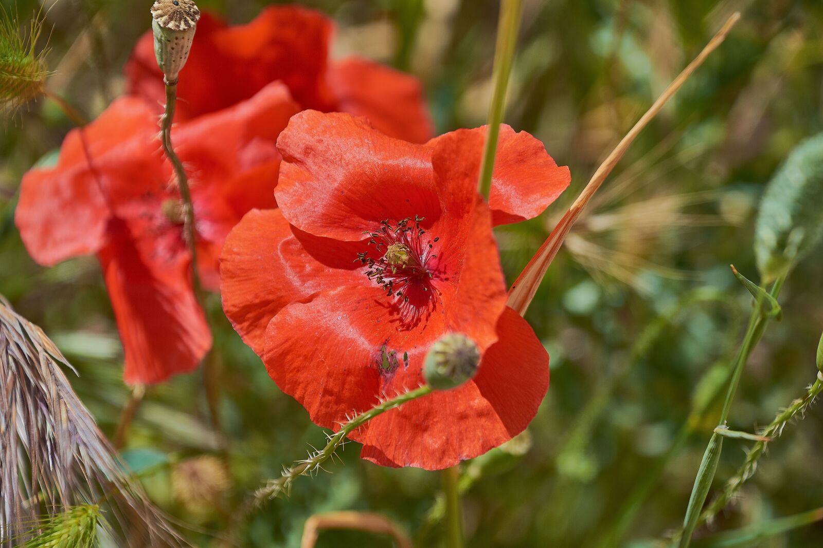 Nikon D7200 sample photo. Poppy, color, colorful photography