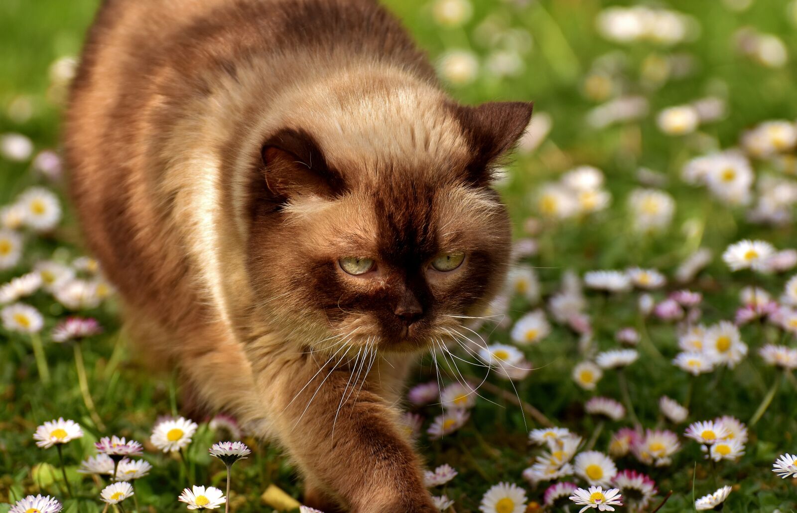Nikon D7200 sample photo. British shorthair, cat, mieze photography
