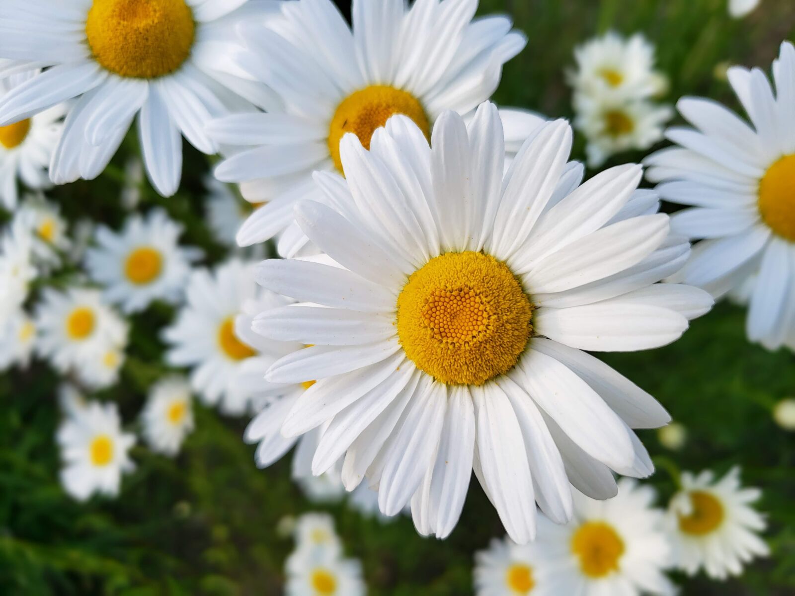Samsung Galaxy S9 sample photo. White, daisy, daisies photography