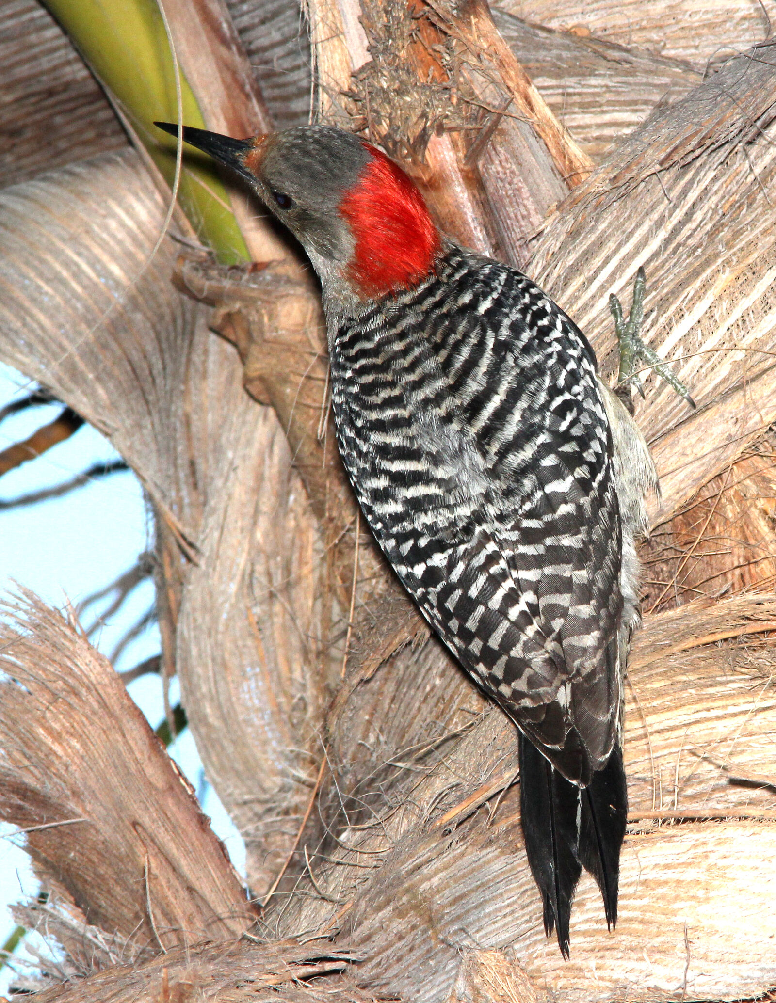 Canon EF 300mm F4L IS USM sample photo