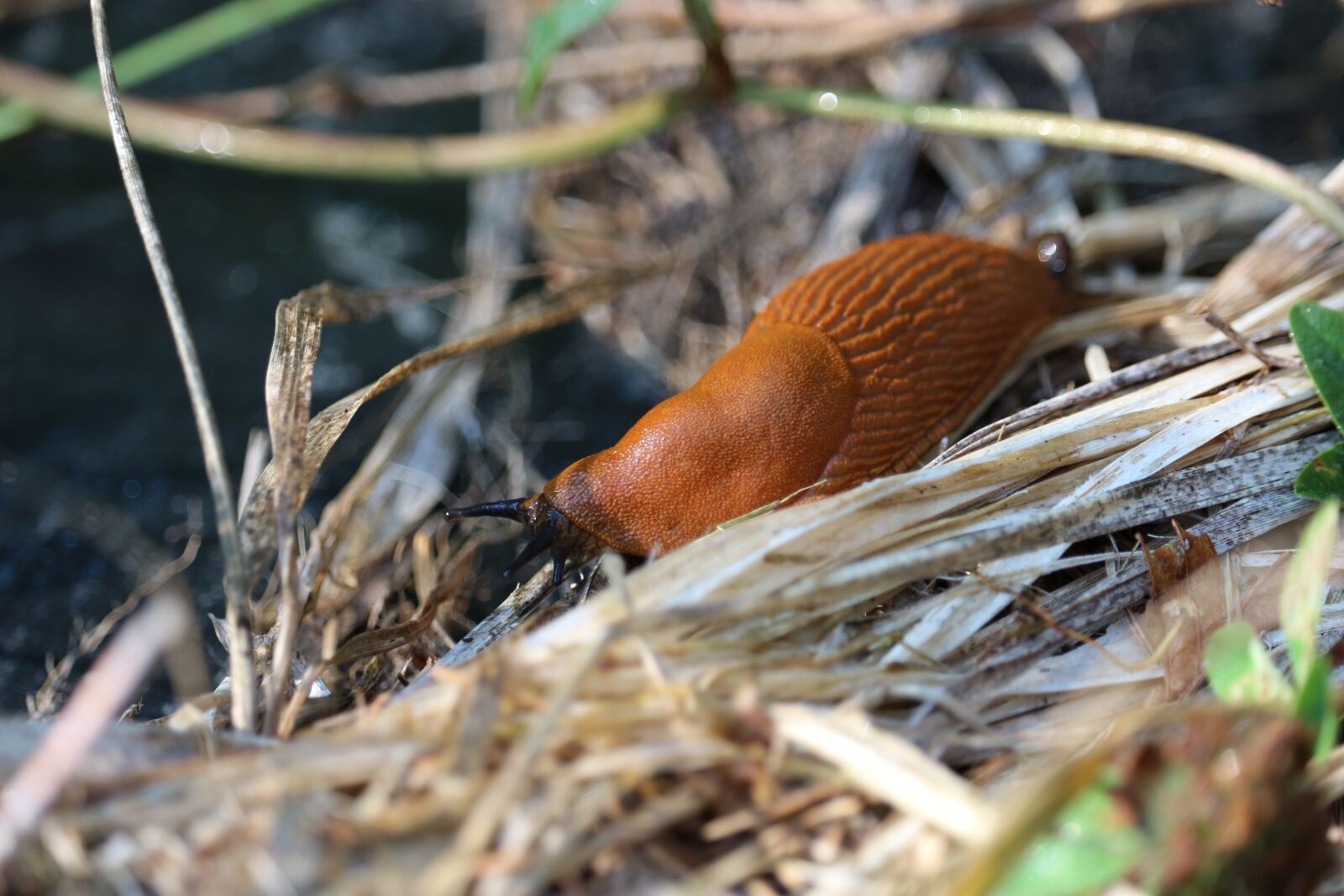 Canon EOS 700D (EOS Rebel T5i / EOS Kiss X7i) sample photo. Worm, brown, weed photography