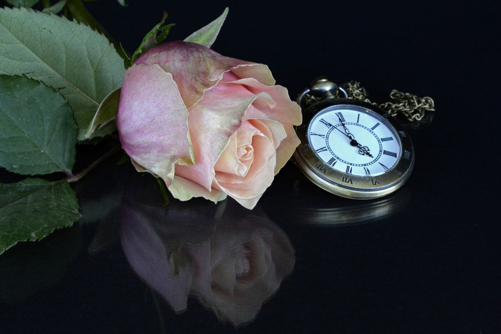 Nikon D7100 sample photo. Rose, blossom, bloom photography