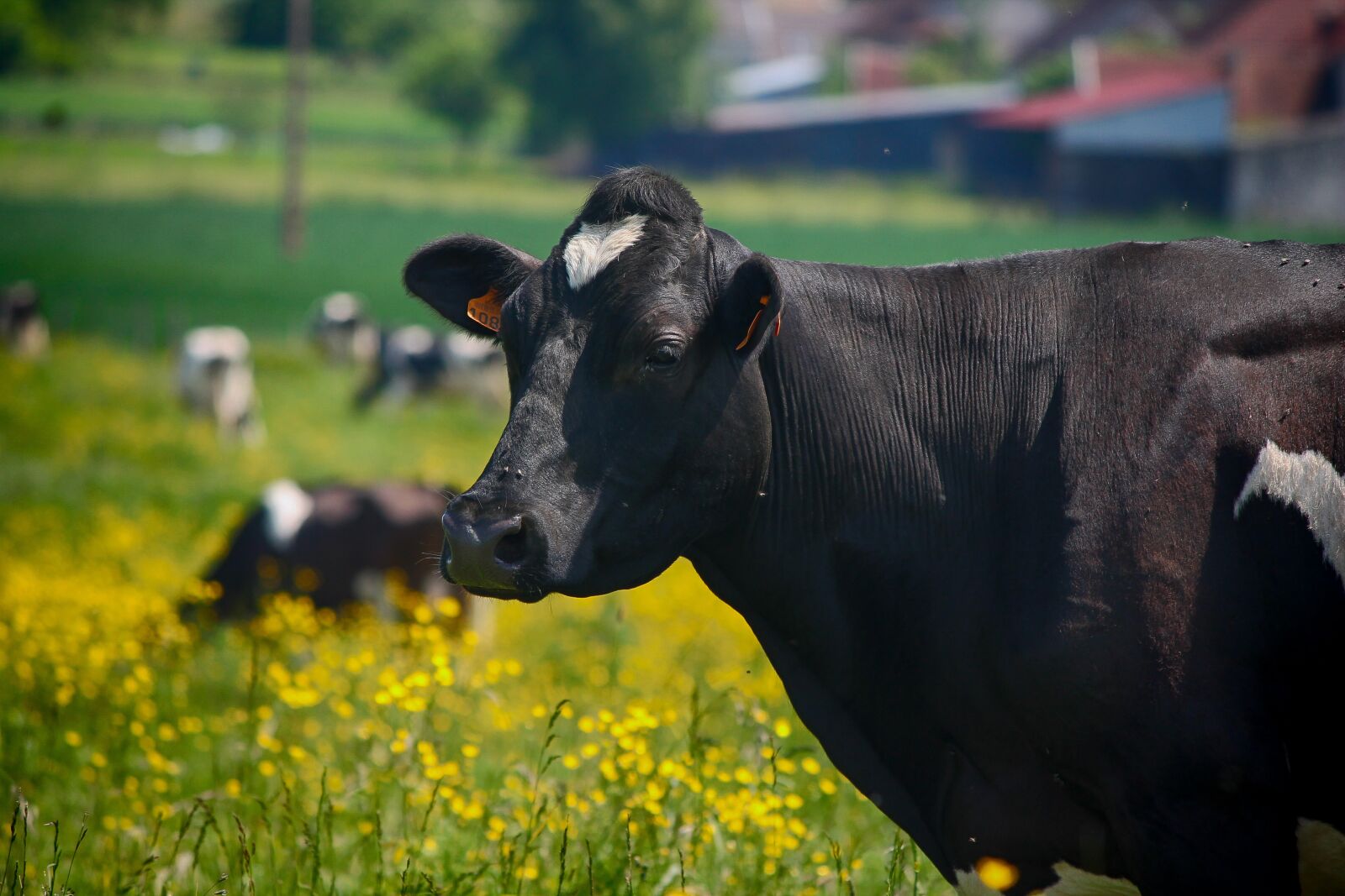 Canon EOS 1100D (EOS Rebel T3 / EOS Kiss X50) sample photo. Cow, fields, farm photography