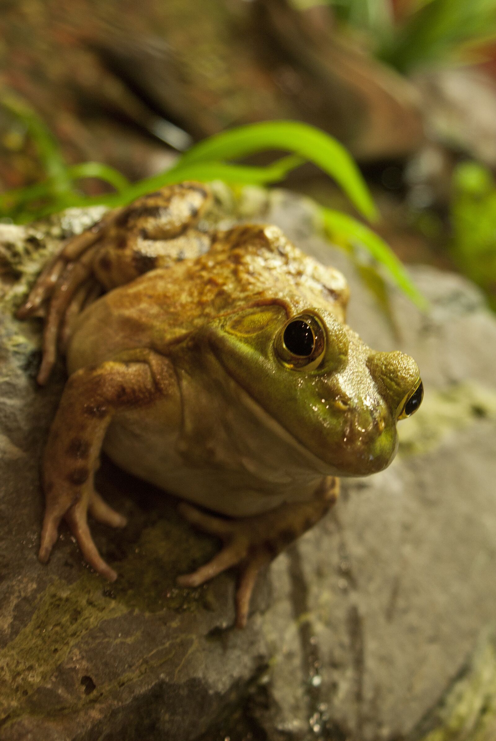 Sony Alpha DSLR-A200 sample photo. Fat frog, fat, frog photography