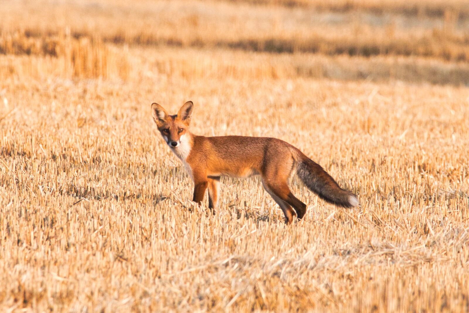 Canon EOS 70D sample photo. Nature, fox, wild world photography
