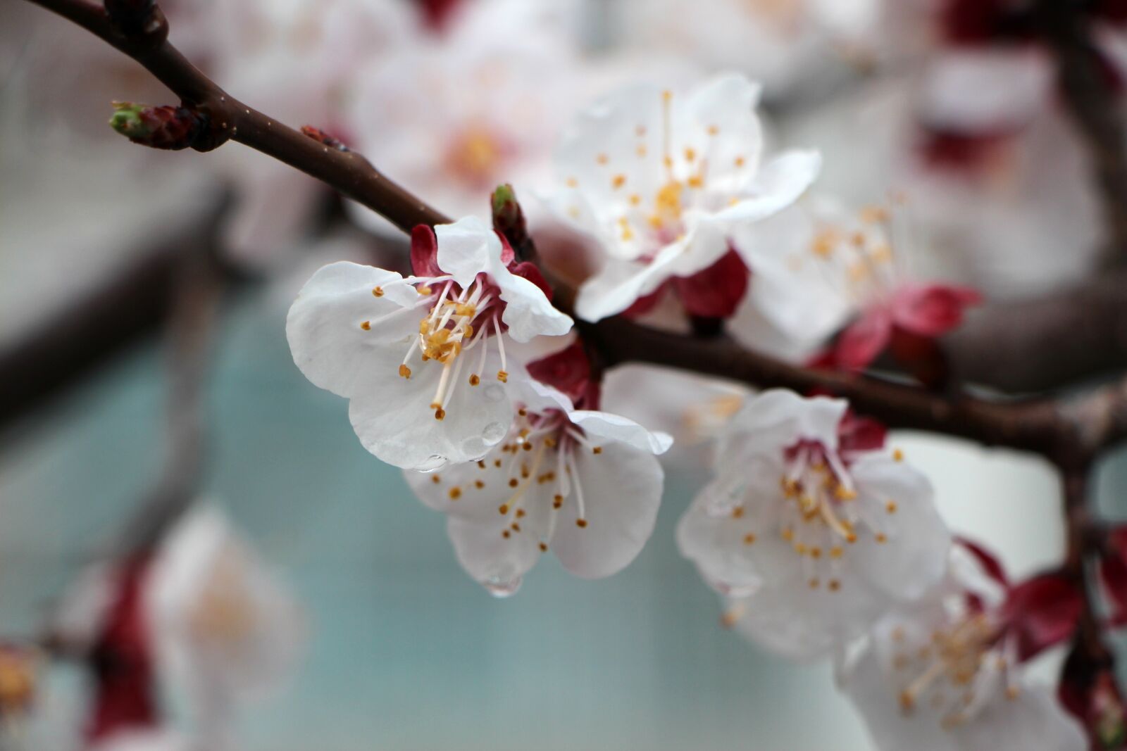 Canon EOS 650D (EOS Rebel T4i / EOS Kiss X6i) sample photo. Apricot tree flower, flowers photography