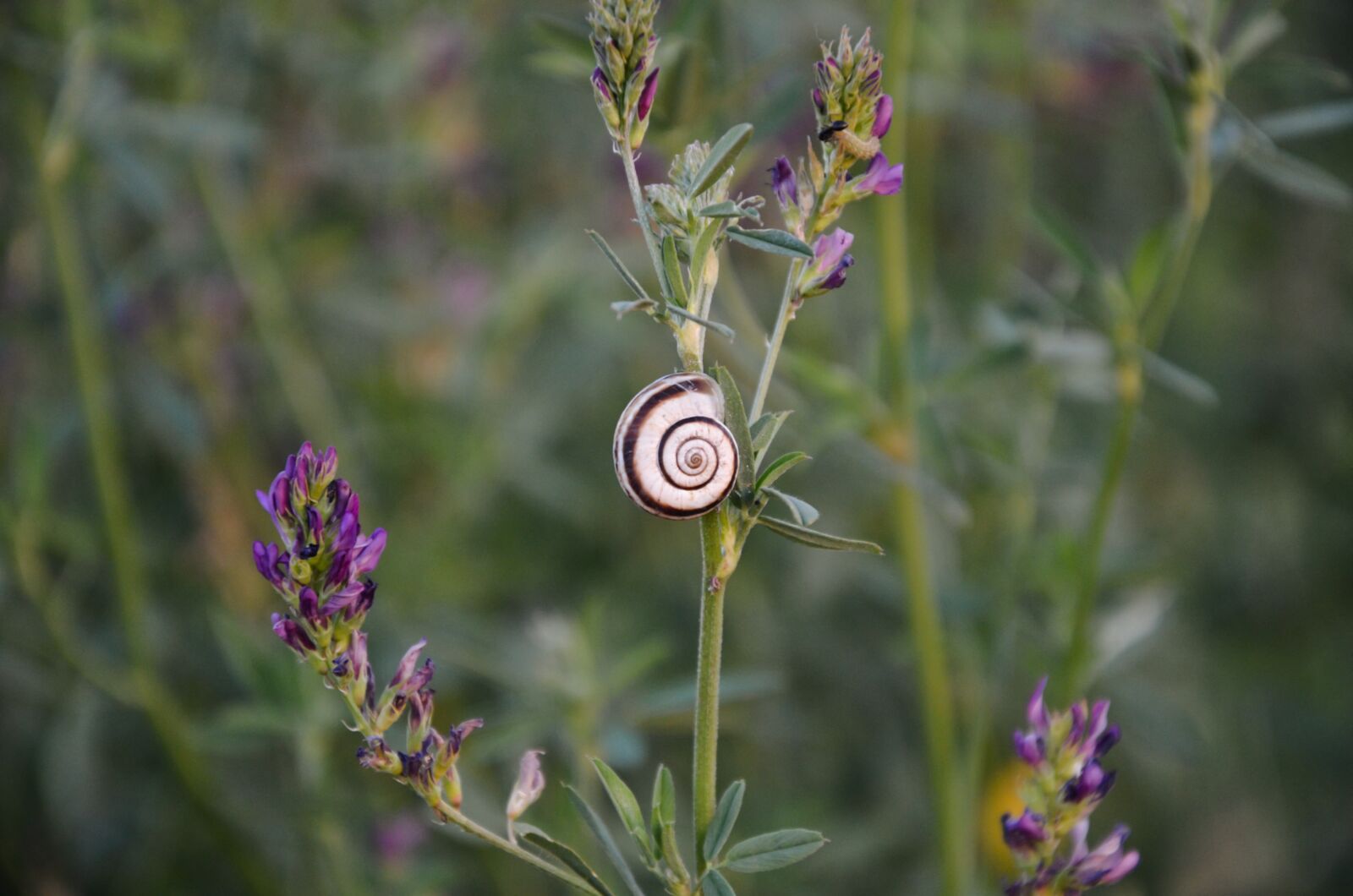 Nikon D5100 sample photo. Snail, flower, leaf photography