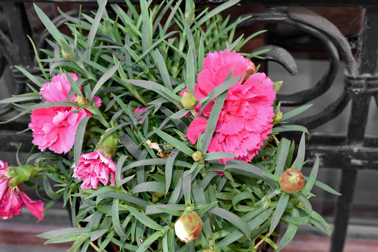 Nikon D5500 sample photo. Carnation, cast iron, decoration photography
