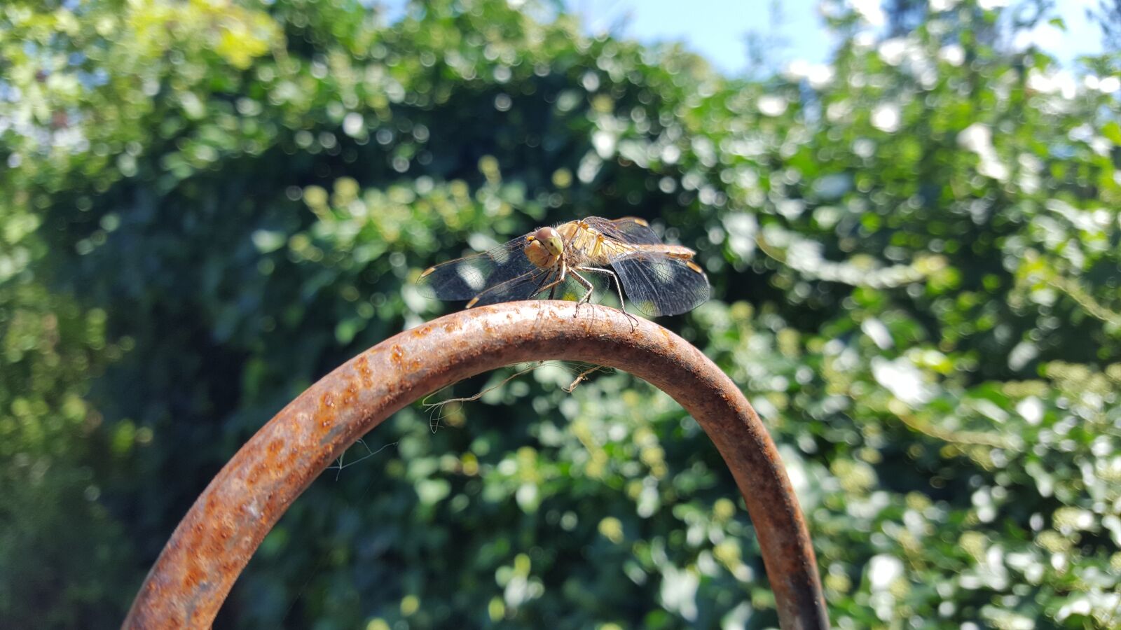 Samsung GALAXY S6 edge sample photo. Nature, animal, dragonfly photography