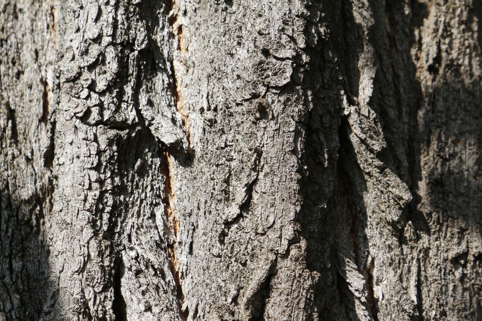 Canon EOS 650D (EOS Rebel T4i / EOS Kiss X6i) sample photo. Tree bark, bark, texture photography