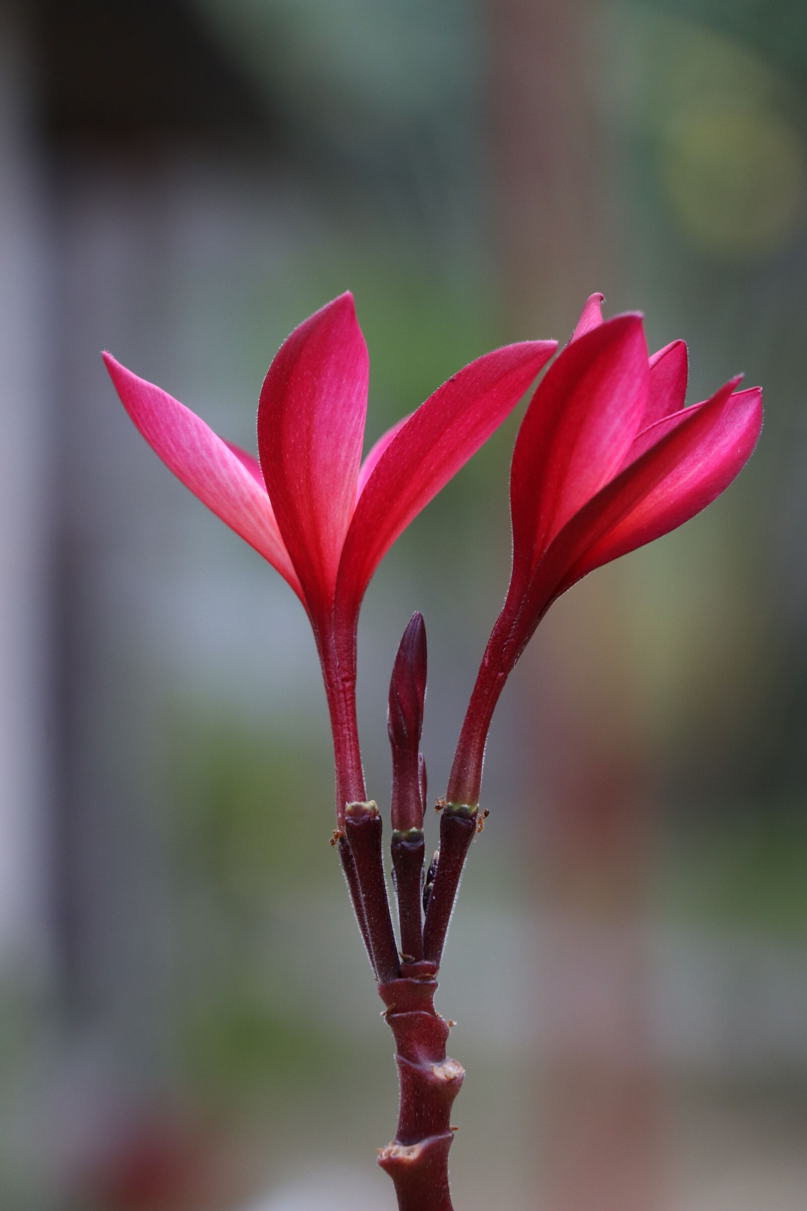 Canon EOS 77D (EOS 9000D / EOS 770D) sample photo. Flower, red, bloom photography