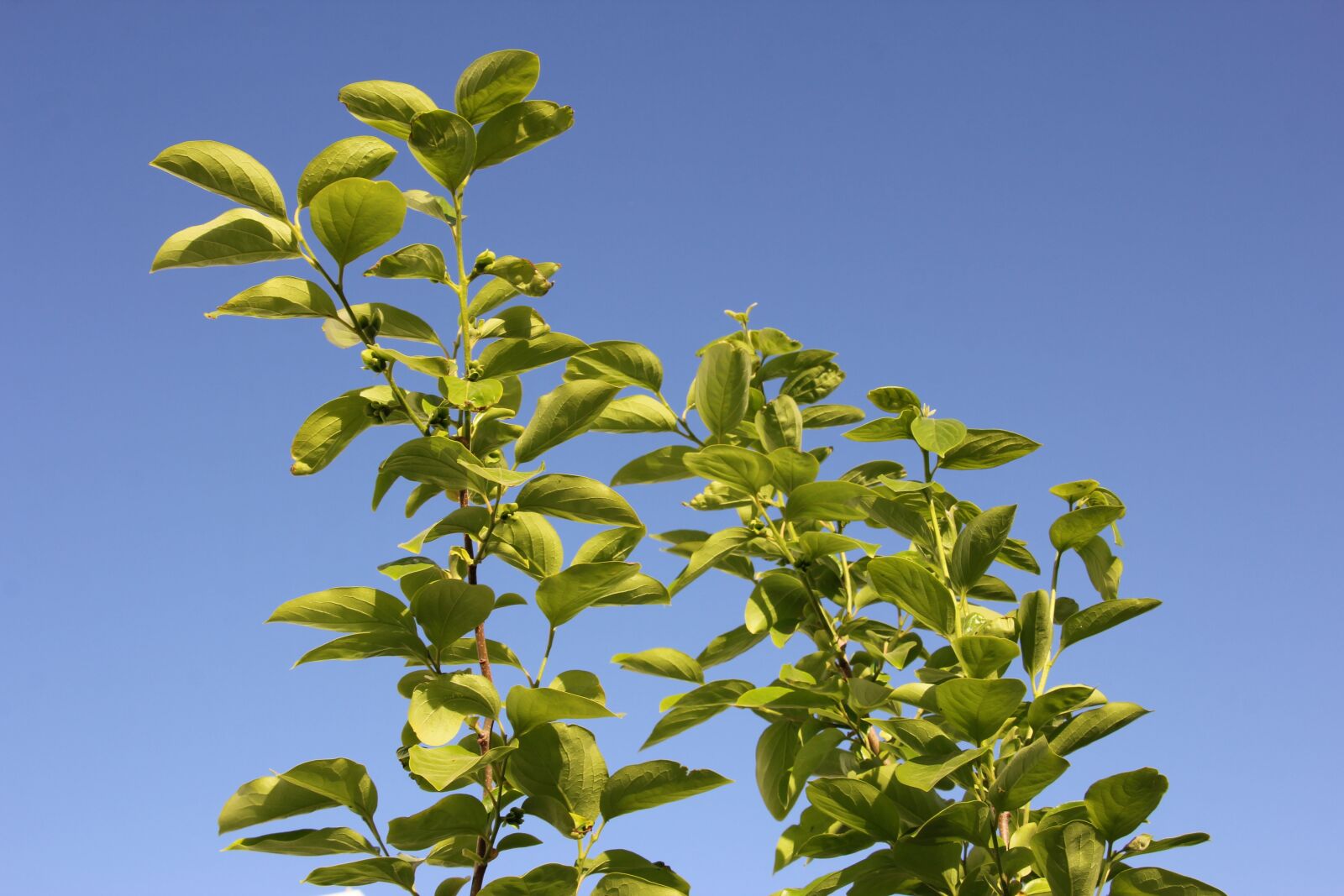 Canon EOS 60D sample photo. Nature, tree, fruit photography