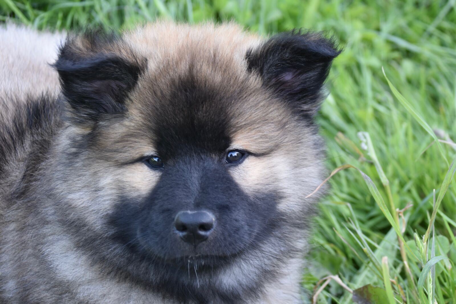 Nikon D5600 sample photo. Dog, puppy, pup photography