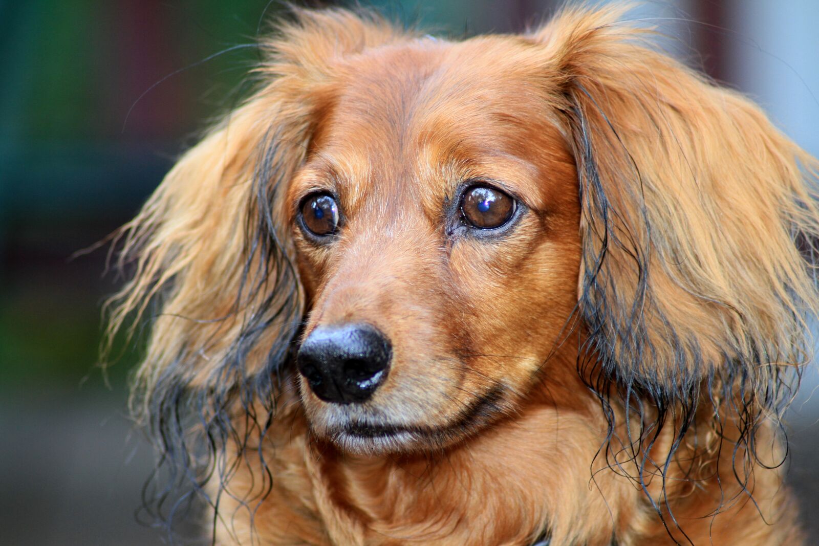 Canon EOS 7D sample photo. Pet, dog, dachshund photography