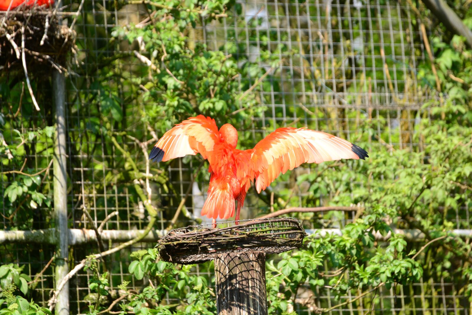 Nikon D5200 sample photo. Bird, red bird, animals photography