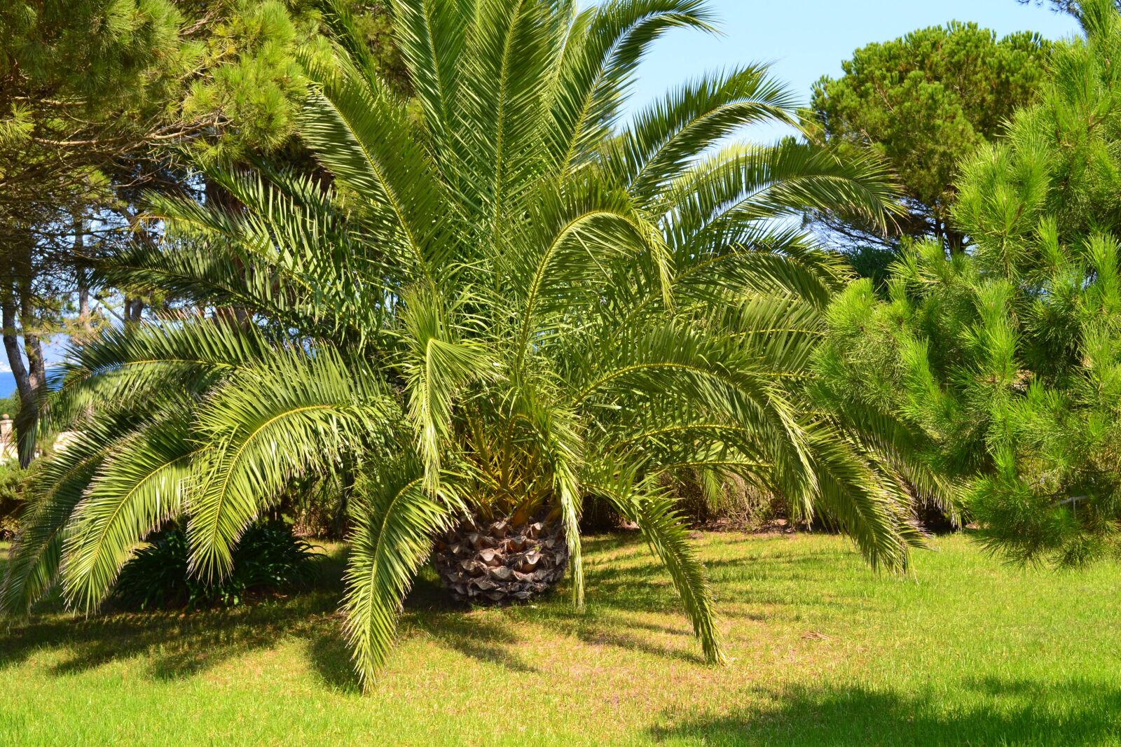 Nikon D3100 sample photo. Palm canarian, palm, spain photography